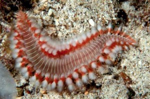 bristle_worm