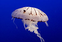 jellyfish