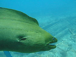 moray eel