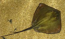 stingray